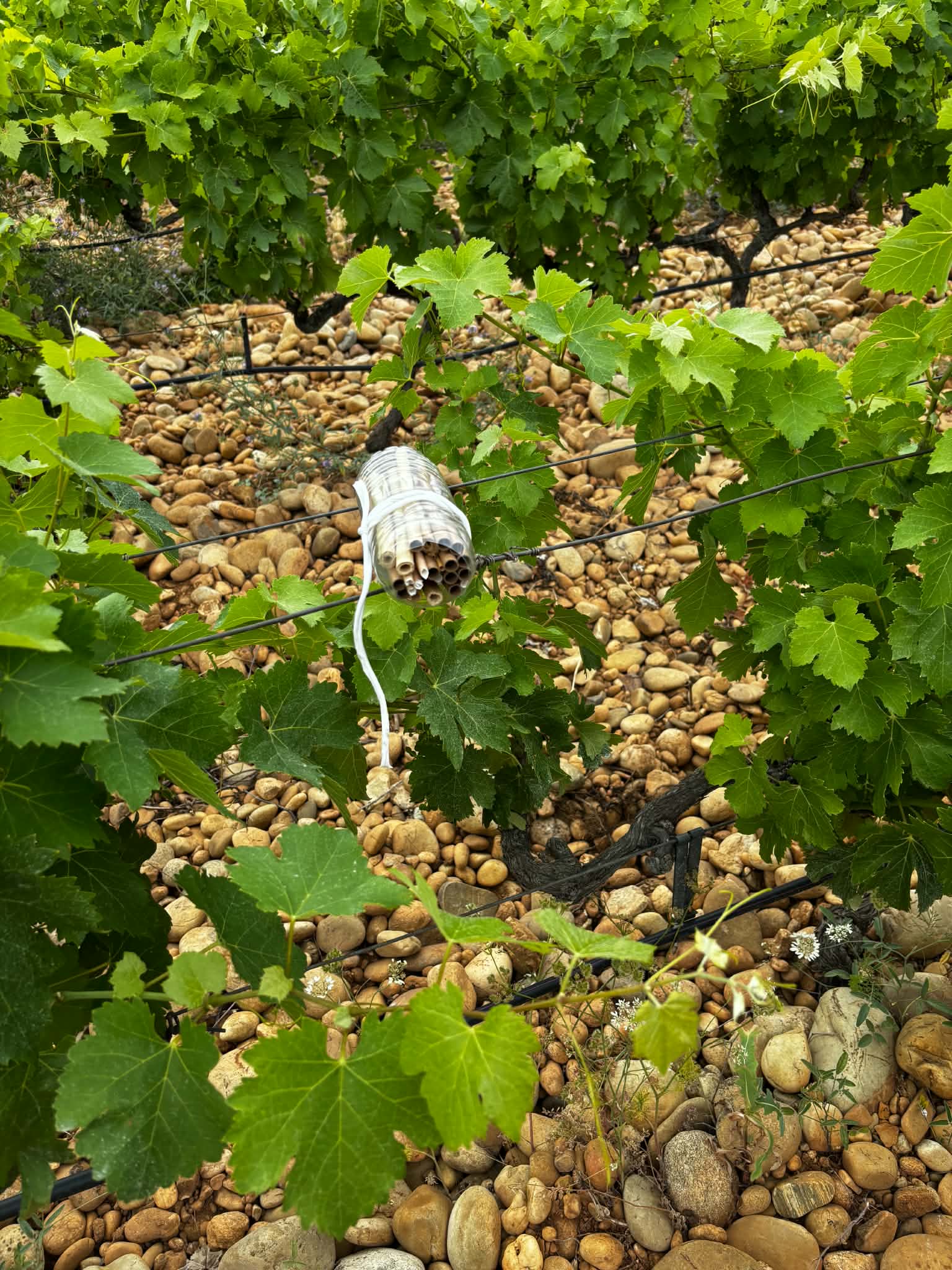 Eco délégué