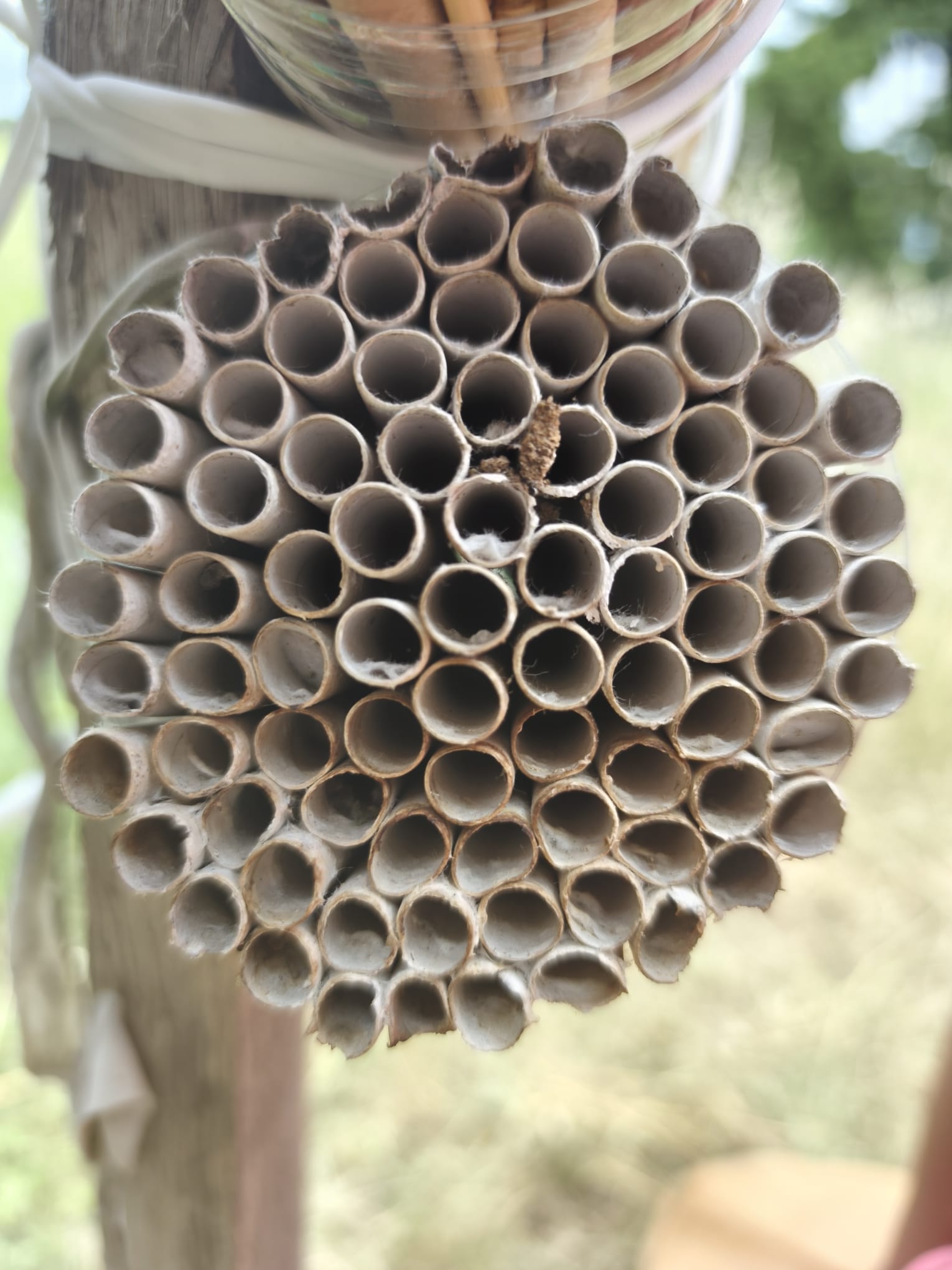 Eco délégué