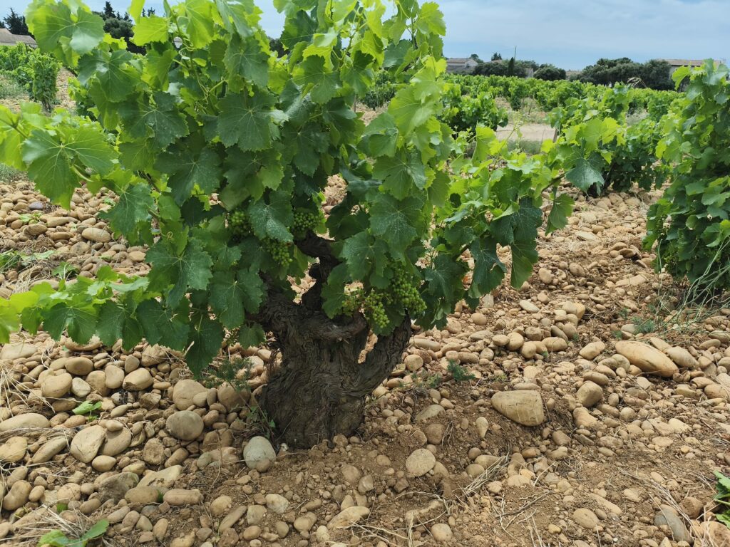 Eco délégué